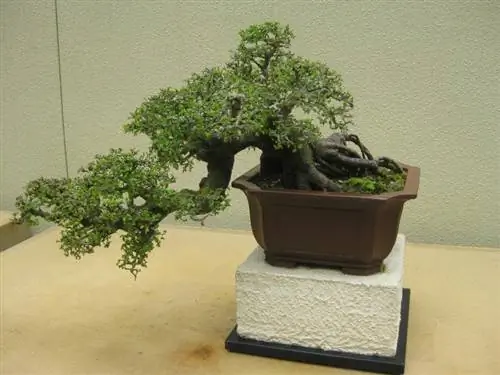 Ulmus мелколистный