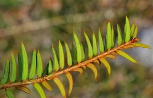 Taxus бакката