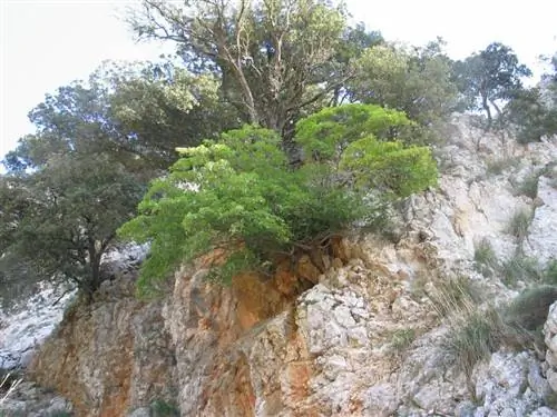 Acer opalus subsp. гранат