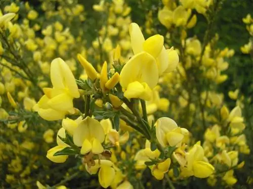 Цветки Cytisus x praecox Цветки Cytisus x praecox
