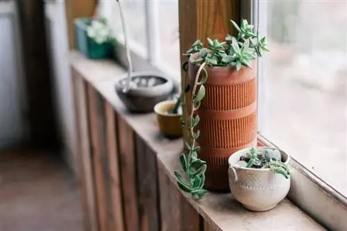 суккуленты суккуленты