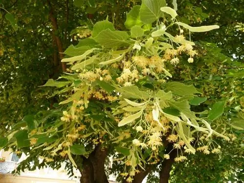 Цветы липы плосколистной Цветы липы плосколистной