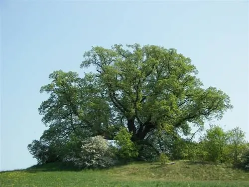 Липа широколистная Липа широколистная