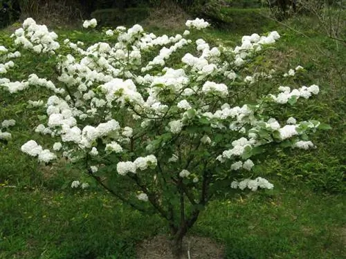 Viburnum plicatum var plicatum Viburnum plicatum var plicatum