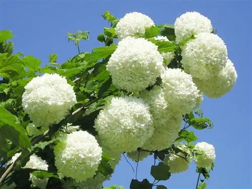 Калина, кустарник с красивыми белыми цветами