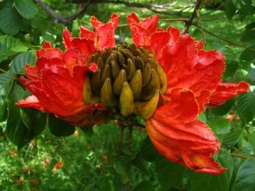 Tulipero del Gabon, дерево с пленительными цветами