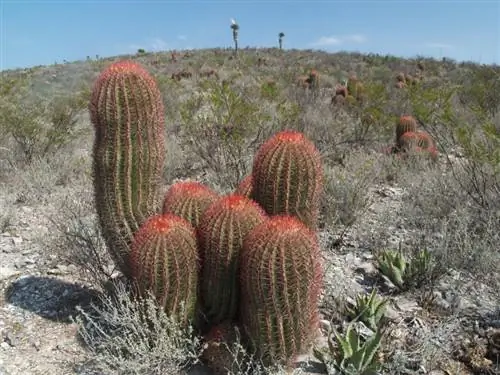 Ferocactus pilosus в среде обитания