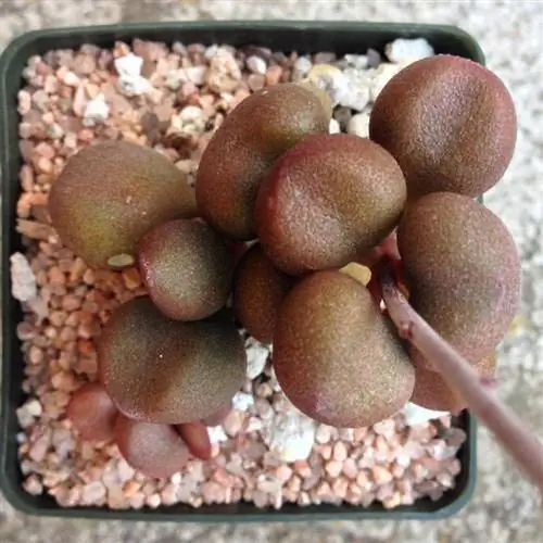 Adromischus marianae ''Маленький сфероид'' Adromischus marianae ''Маленький сфероид''