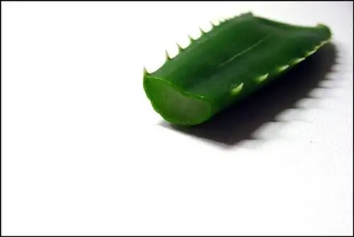 Алоэ вера