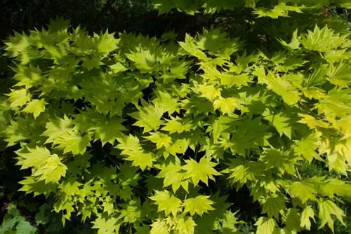 Acer shirasawanum ''Aureum''