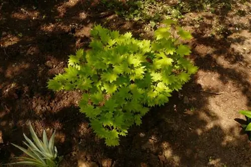 Acer shirasawanum ''Aureum''