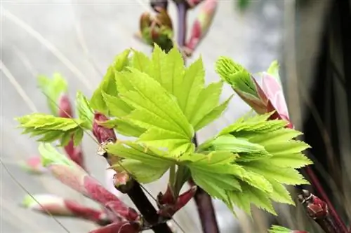 Acer shirasawanum ''Aureum''