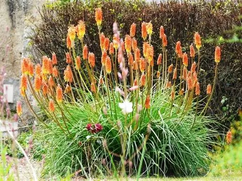 экзотическое растение Kniphofia uvaria