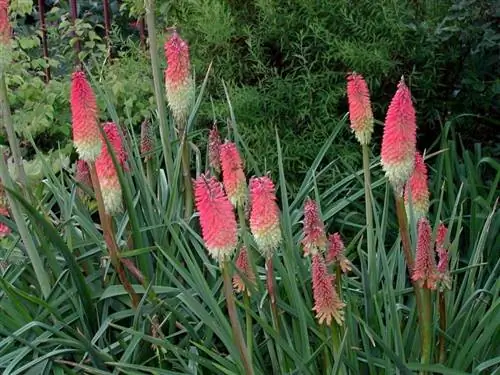 Kniphofia uvaria, экзотический цветок