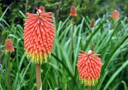 Kniphofia uvaria, экзотическая и сияющая