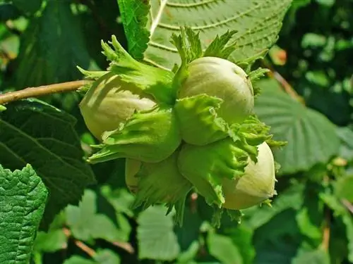 Corylus avellana Corylus avellana