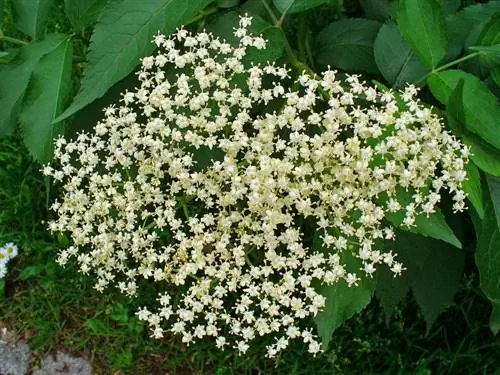 Бузина черная Бузина черная