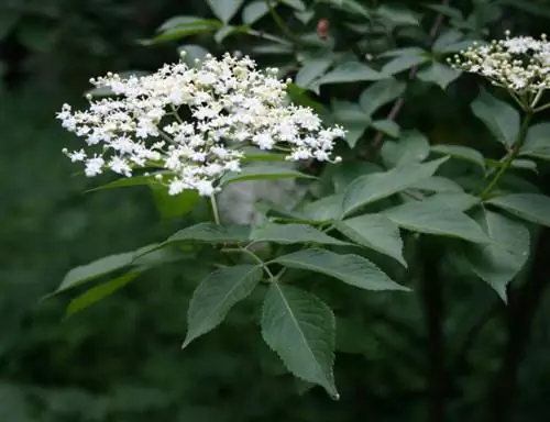Бузина, кустарник для умеренного климата