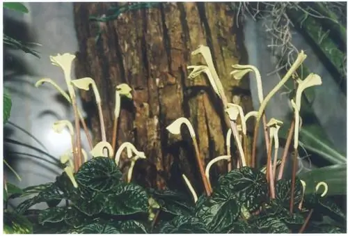 Peperomia caperata Lilian, полусуккулентное растение