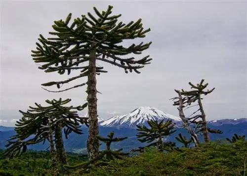 Араукария растения