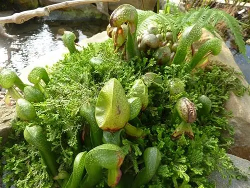 Darlingtonia californica или кобра лилия