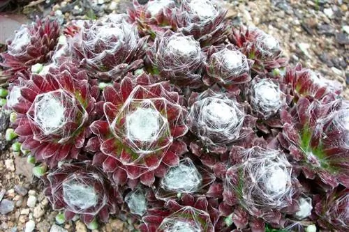 Sempervivum arachnoideum 'Standsfield'