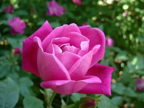 роза китайская
