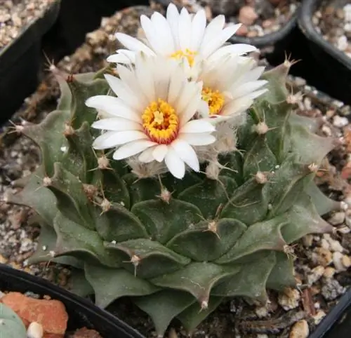 Obregonia denegrii, коллекционный кактус