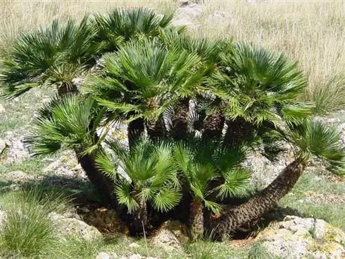 Chamaerops humilis Chamaerops humilis