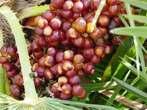 Chamaerops humilis Chamaerops humilis