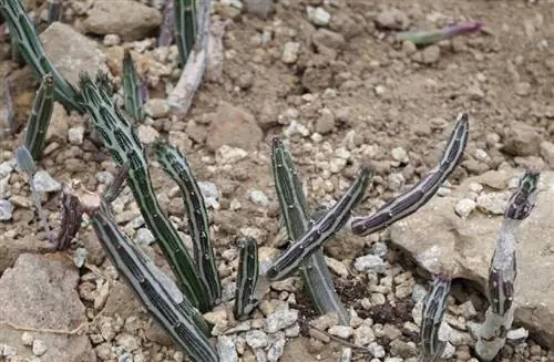 Senecio stapeliiformis