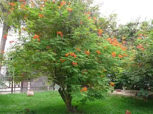 Цезальпиния пульчеррима