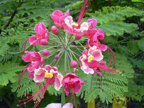 Caesalpinia pulcherrima 'Розовая'