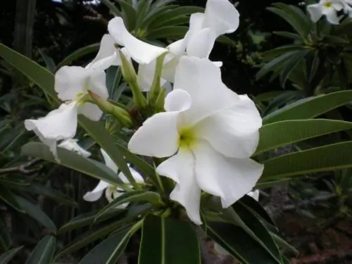 Сложно ли ухаживать за Pachypodium lamerei?