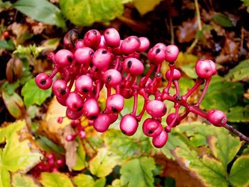 Actaea pachypoda f. красноплодник