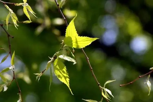 кельтис австралис