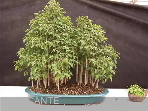 Hackberry Bonsai, как вы за ним ухаживаете?