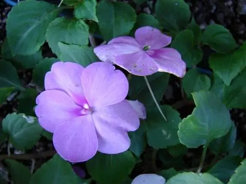 радость дома