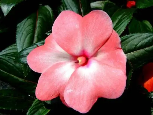 Как позаботиться о домашних радостях зимой