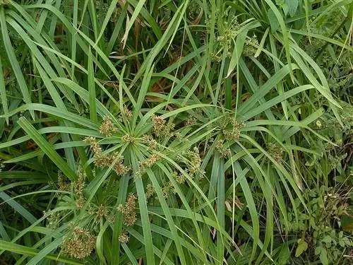 Растения для кромки пруда: ложный папирус