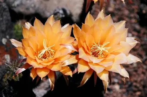 Акантокалициум, кактус с невероятными цветами