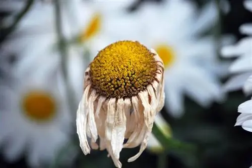 Увядший цветок