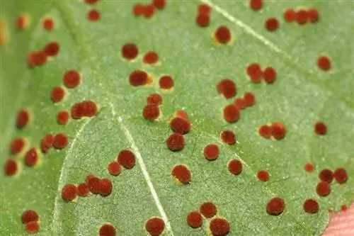 Симптомы вредителей и болезней растений