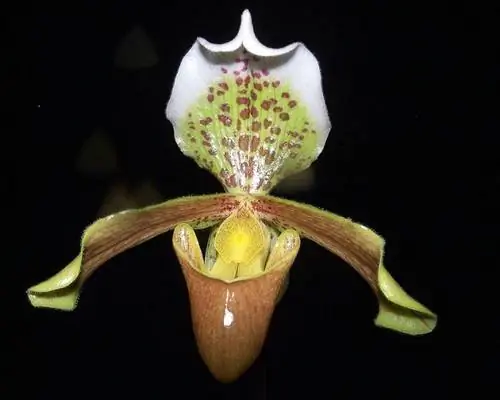 Paphiopedilum insigne