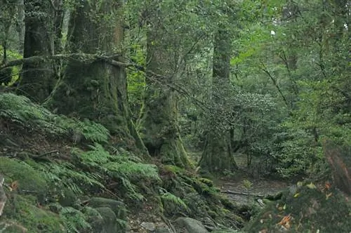 Криптомерия лес