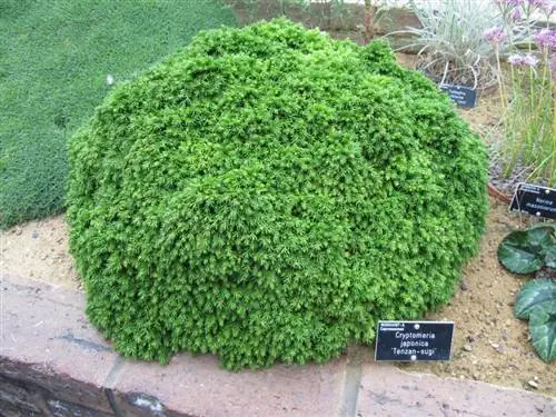 Cryptomeria japonica 'Tenzan sugi'