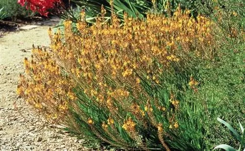 Растения для клумб и бордюров: Bulbines frutescens