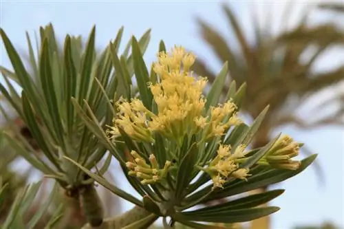 Senecio kleinia цветы