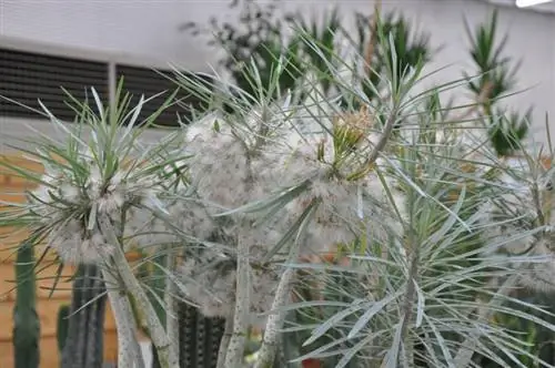 Семена Senecio kleinia