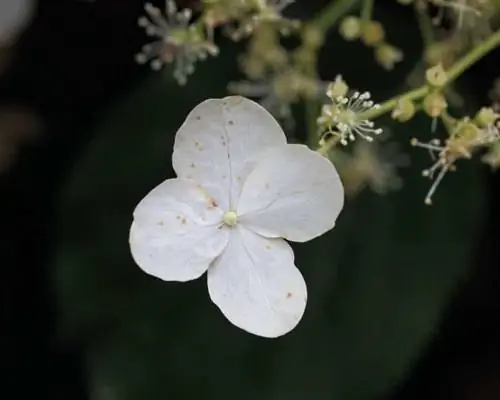 Гортензия аномальная 'Petiolaris'